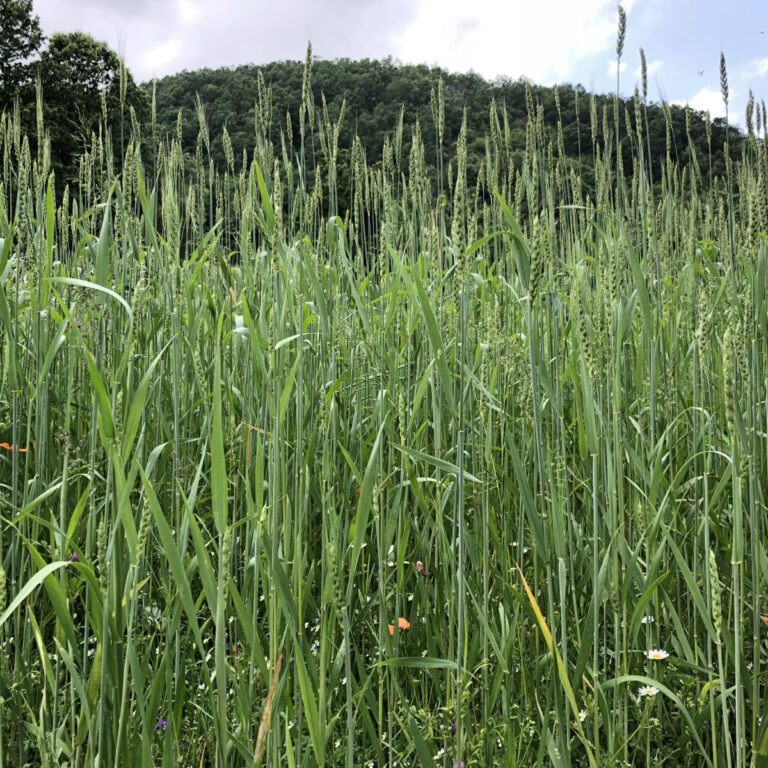 Prodotti locali per sapori globali e sostenibili