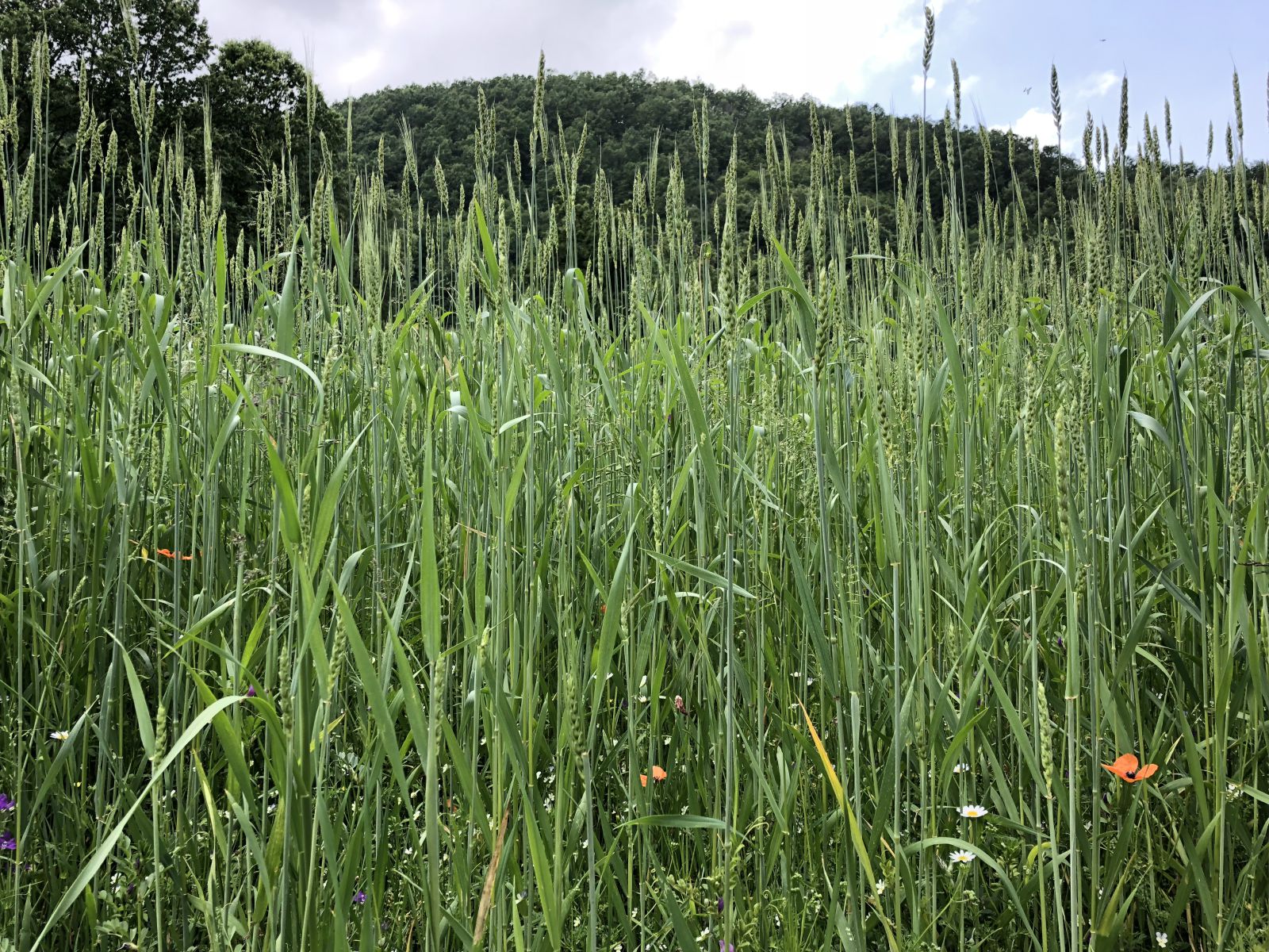 Prodotti locali per sapori globali e sostenibili